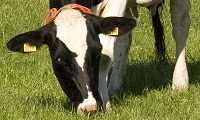 Grazende koe